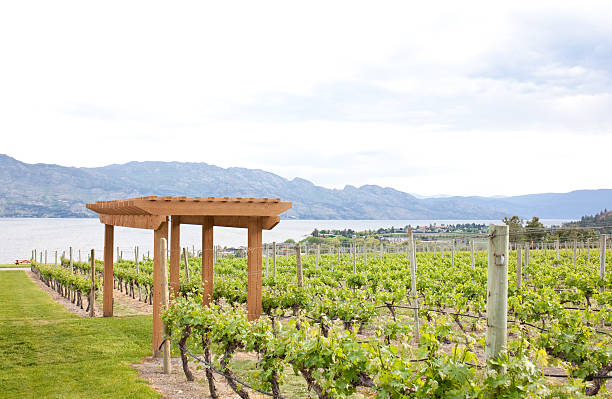 vinha no thompson okanagan - kelowna chardonnay grape vineyard grape imagens e fotografias de stock