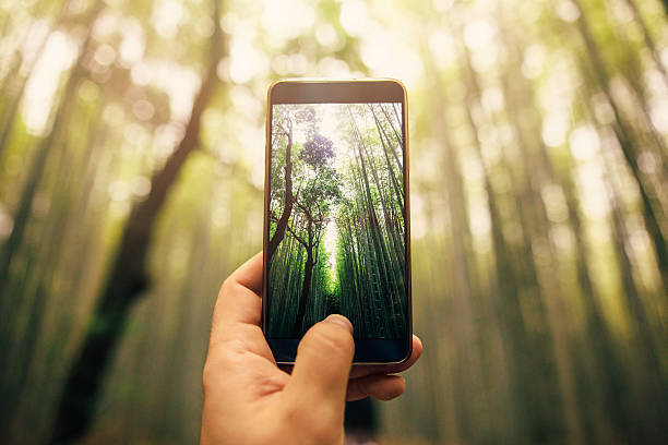 taking a photo of bamboo forest - natuur fotos stockfoto's en -beelden