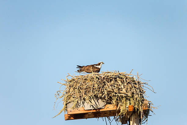 istock Osprey,The Bird at Monterey, California 542200972