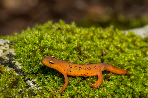 A red eft crawling on the forest floor.