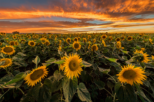 Sunflower, Field, Landscape,Joe Muller & Sons, Sunset, Silhouette, Woodland, California.