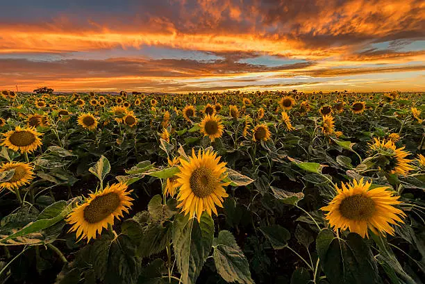 Photo of Burning sunset at sunflowers farm