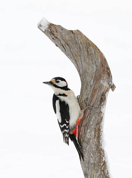 Great spotted woodpecker Great spotted woodpecker on branch of deadwood in winter in Finland. dendrocopos major great spotted woodpecker in the snow stock pictures, royalty-free photos & images