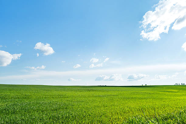 istock Countryside field natural background. Green grass and blue sky. 542201960