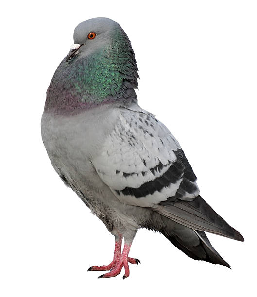 istock dove. Grey pigeon Shooting on street. 542202352