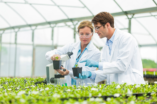 Two botanists, a woman and a younger man. They are studying locally grown plants.They are both wearing lab coats and saftey glasses.They are surrounded by plants in the test lab.