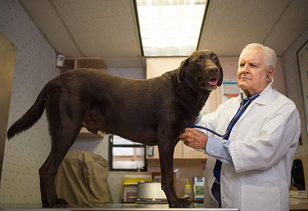 istock Vet and Labrador retriever 542204304