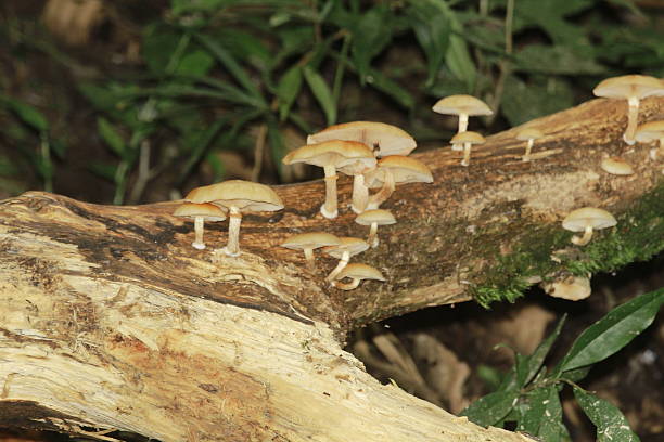 pilze  - edible mushroom mushroom fungus colony stock-fotos und bilder