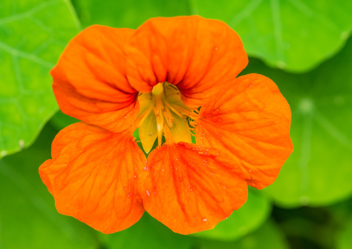 A macro shot of an orange nasturtium bloom.