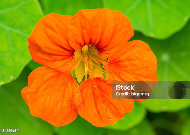 Orange Nasturtium Stock Photo - Download Image Now - Close-up, Extreme Close-Up, Flower