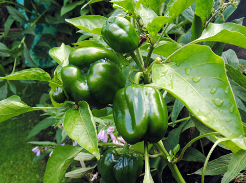 Closeup of green peppers growing in a backyard garden after a light rain.  