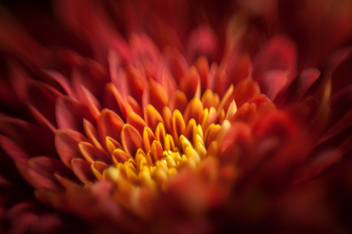 One large marigold flower, close-up shot, top view.