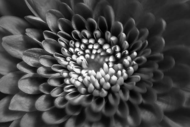 istock Macro of Black and White Mum Flower 542207888