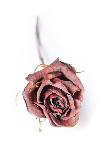 A dried, red rose on a white background with copy space on the left side.