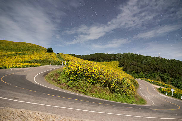 Road curve with yellow flower field in the night