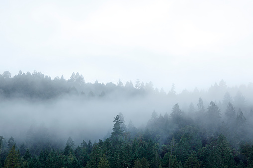 Fog and mist surround a Redwood forest in northern California.