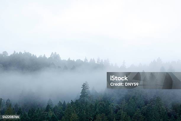 Mist In Forest Stock Photo - Download Image Now - Redwood Forest, Fog, Redwood Tree