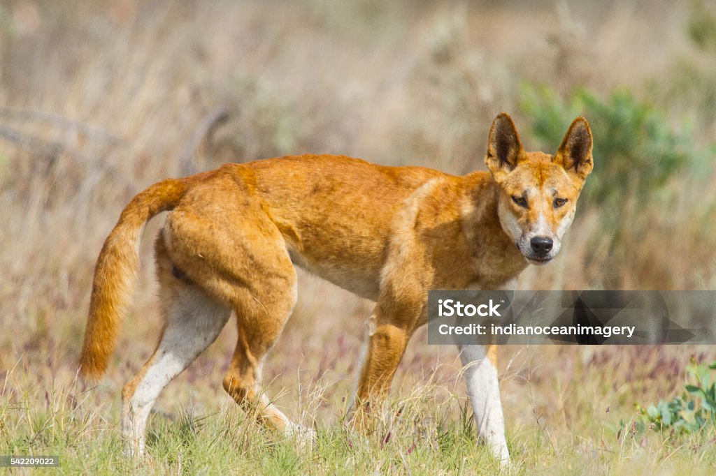 Dingo Dingo in Exmouth, Western Australia Dingo Stock Photo