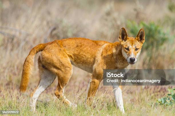 Dingo Stock Photo - Download Image Now - Dingo, Australia, Animals In The Wild