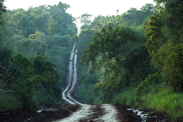 Dirt road in the jungle