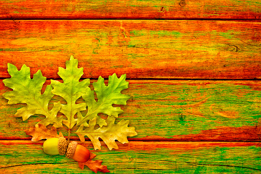 Autumn leaves on the branches of an oak tree begin to turn colors with acorns