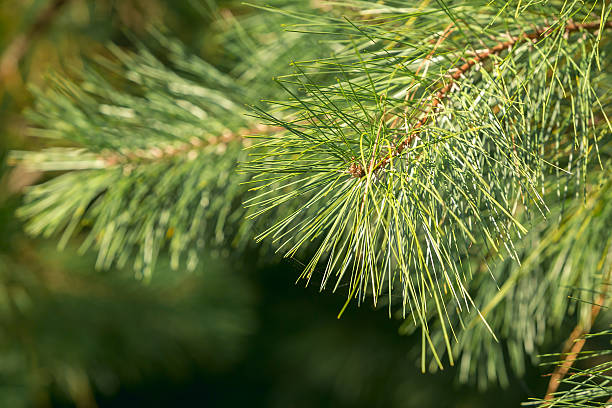istock Close up of pine branch 542209930