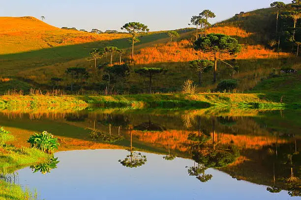 Photo of Peaceful lake reflection sunrise, araucarias, pampa countryside landscape, southern Brazil