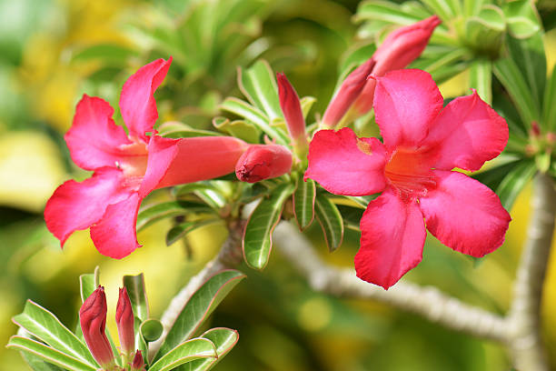 istock Desert Rose, Impala Lily, Mock Azalea Flowers 542210492