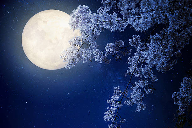 night flowers Beautiful cherry blossom (sakura flowers) with Milky Way star in night skies, full moon - Retro style artwork with vintage color tone(Elements of this moon image furnished by NASA) pear tree photos stock pictures, royalty-free photos & images