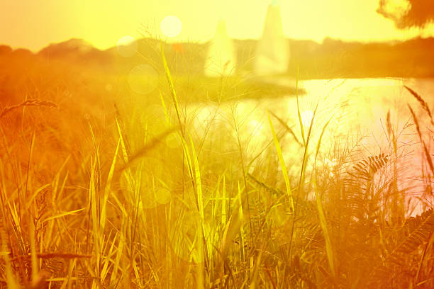 Tall grass on Grass on the lake shore with sunset and sailboat on the background. With light burst, vintage nostalgia filter effect