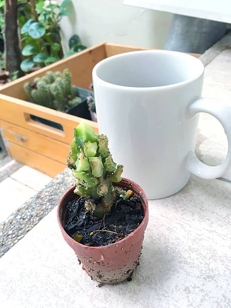istock Cactus and Succulents and Garden Snail 542210872