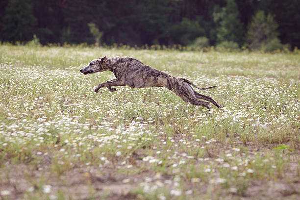 istock Coursing. Whippet dog running in the field 542211580