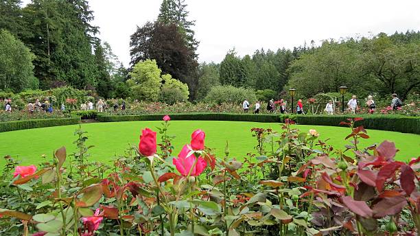 superbe jardin de roses de butchart l'été - buchart gardens photos et images de collection