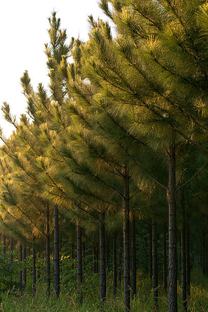 pino plantation - pine tree loblolly pine loblolly forest foto e immagini stock