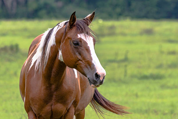 istock Brown and white horse from the chest up 542212852