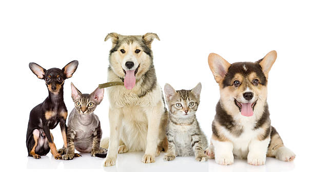 istock Group of cats and dogs in front. 542213374