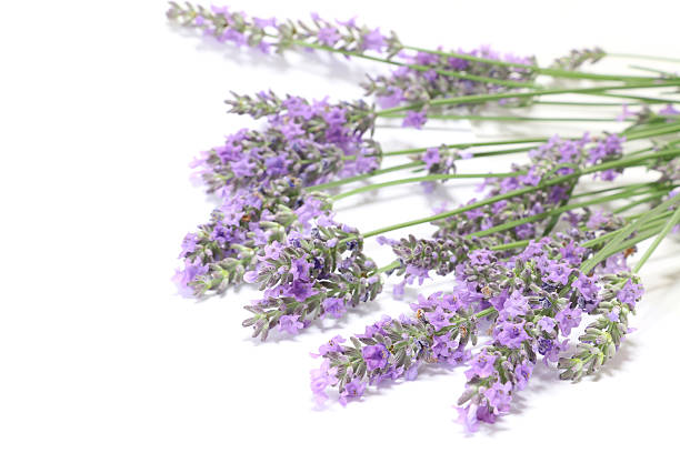 istock Japanese lavender blooming in white #2 542214004