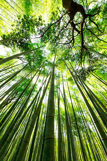 istock Bamboo Forest, Arashiyama, Kyoto, Japan 542214638
