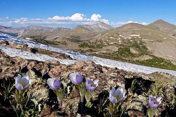 Pasque Flower or Pulsatilla found on Cottonwood Pass near Buena Vista and Denver, Colorado, USA.