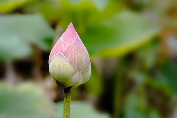 istock Bud pink lotus in the garden 542215380