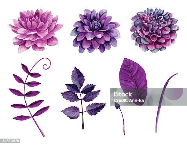 Violet Aquarelle De Fleurs Vecteur Vecteurs libres de droits et plus d'images vectorielles de Dahlia - Dahlia, Fleur - Flore, Aquarelle