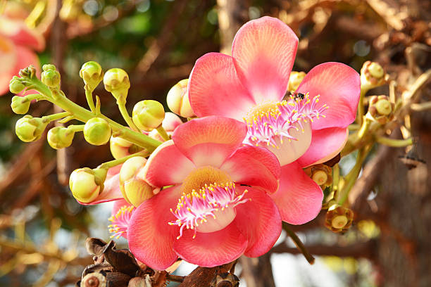 Close Sal flowers blooming beautiful background blur, a flower of Buddhist lore.