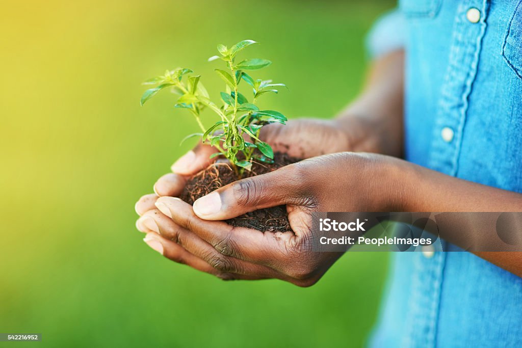 Protecting the future - Royalty-free Plant Stockfoto