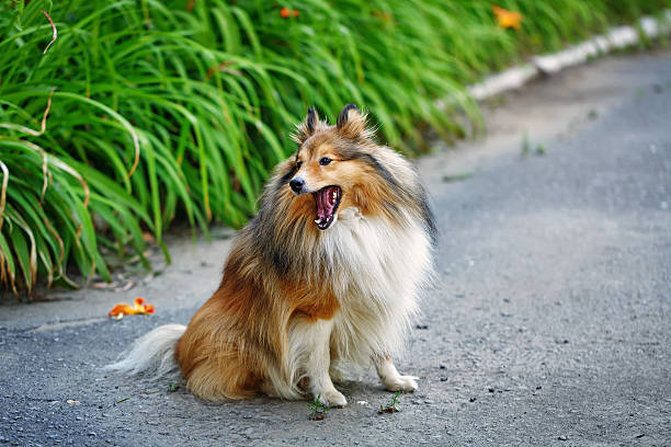 istock Sheltie dog for a walk in the park. 542217076