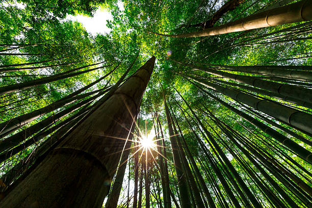 bambus-wald, arashiyama, kyoto, japan - leaf underside stock-fotos und bilder