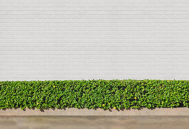 istock Bushes fences 542217900