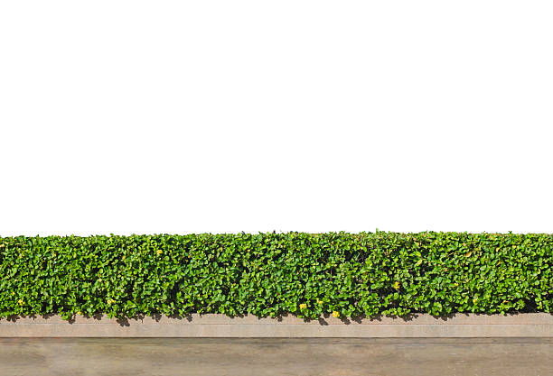 istock Bushes fences 542217984