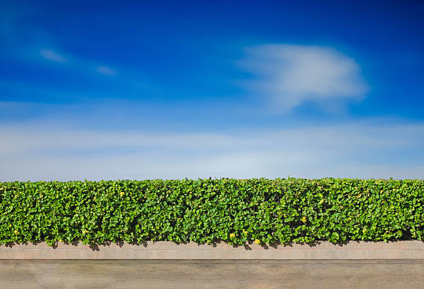 istock Bushes fences 542218010