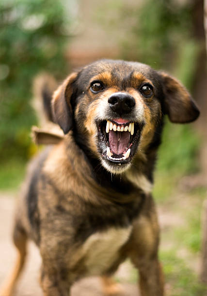 perro agresivo y enojado - gruñir fotografías e imágenes de stock