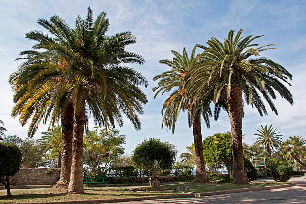Palm trees in park stock photo